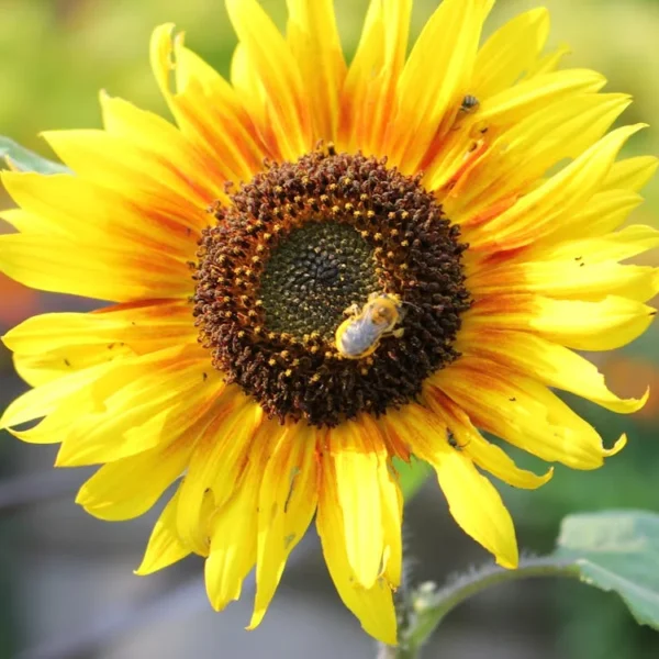 pexels-photo-30183050 pexels-photo-30183050